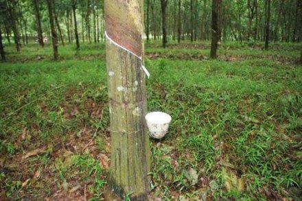 天然橡膠生膠縐片機對物料產(chǎn)生輥壓、剪切，從而使物料壓薄、表面起皺